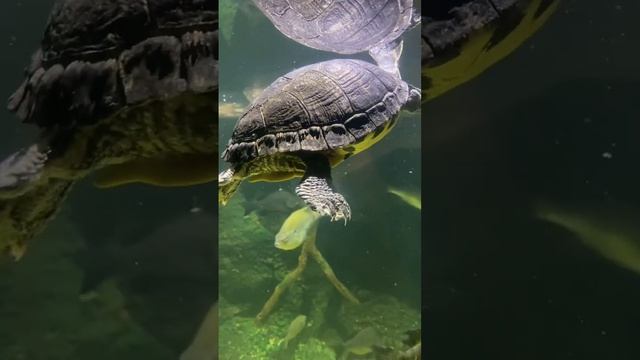 🐢Finding Crush🐢　#findingnemo #crush #aquarium #animallover смотреть онлайн