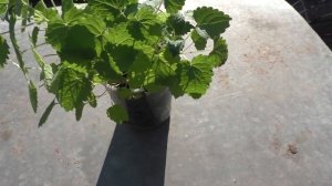 Как я вырастил многоколосник мексиканский (лофант) из семян