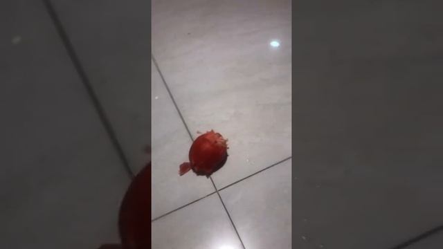 Liquid nitrogen Tomato 🍅 टमाटरको LiquidNitrogen डाला तो ये होगाया 😱 смотреть онлайн