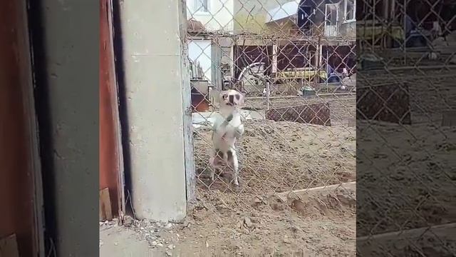БЕШЕНАЯ СОБАКА КИДАЕТСЯ НА ЛЮДЕЙ смотреть онлайн