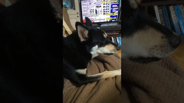 Хаски Шпася поет под губную гармошку смотреть онлайн