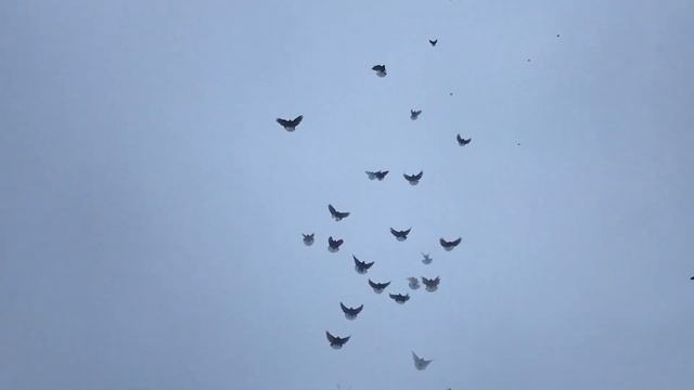 Красные Николаевские голуби в Енакиево