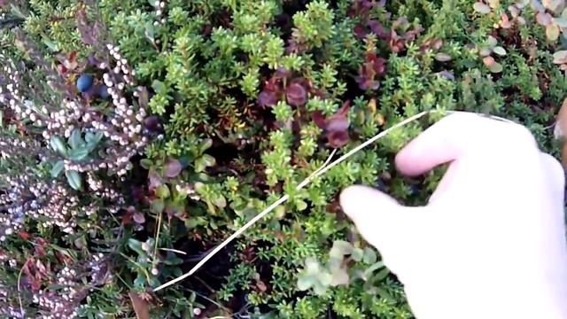 Кольский север - Kola North смотреть онлайн