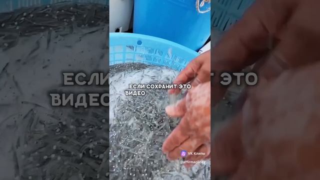 А может сбудеться?