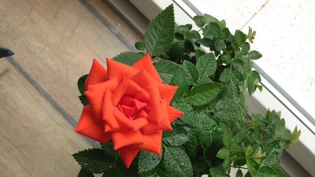 Роза после клеща, видеохваст