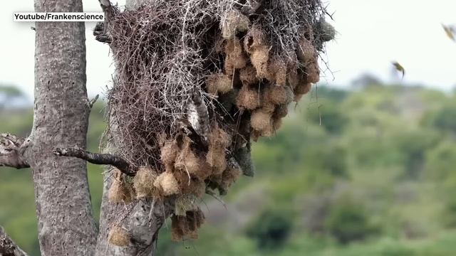 10 Stunning Homes Not Built By Humans смотреть онлайн