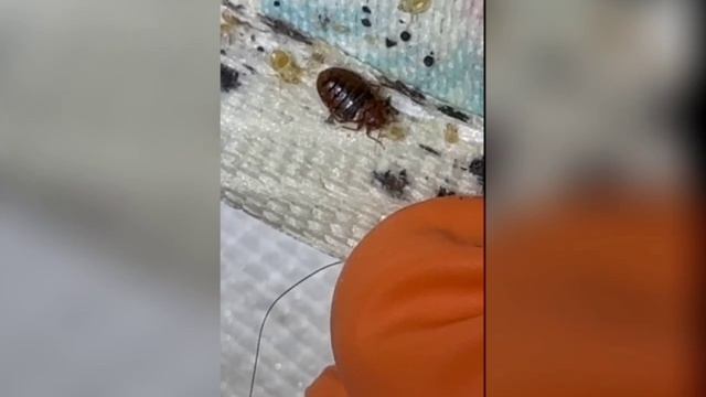 Дезинсекция Насекомых