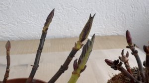 Полуфабрикаты крупнолистной гортензии