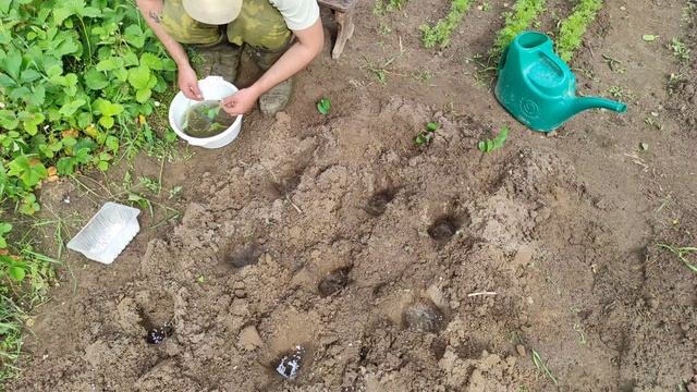 Как вырастить цветную капусту в открытом грунте. Дачные секреты для хорошего урожая от А до Я. смотреть онлайн