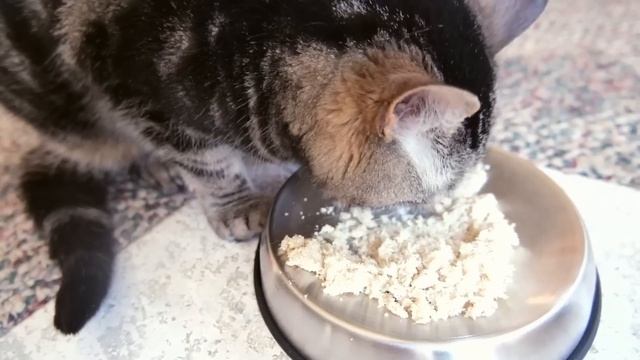Top 5 Best Human-Grade Cat Foods (We Tried Them All) смотреть онлайн