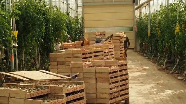 Tomate F1 Honey Moon