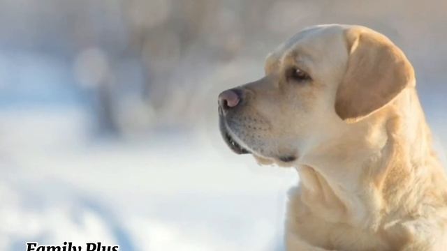 Live Wallpaper With Animals. Dogs. Live Photo. 3d Photo. #2