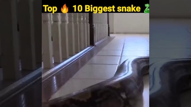 Top 🔥 10 Biggest snake 🐍 in the world #short (part 7) смотреть онлайн