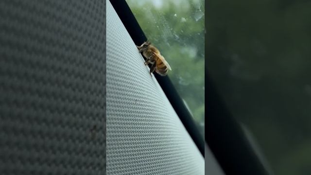 Добрая пчёлка моется #shorts #пчеловодство смотреть онлайн