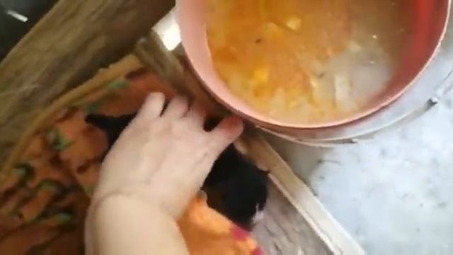 щенки помесь папа хаски мама дворняшка смотреть онлайн