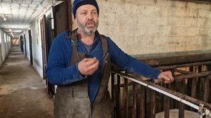 Свиноферма Алексея Гауса.Ответы на интересующие вопросы.