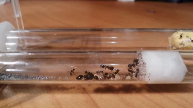 Мессор структор | Messor Structor