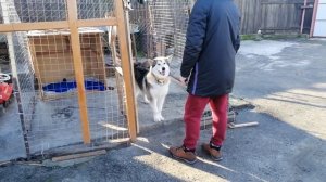Маламут Ясмин плачет | Оставили собаку в вольере.