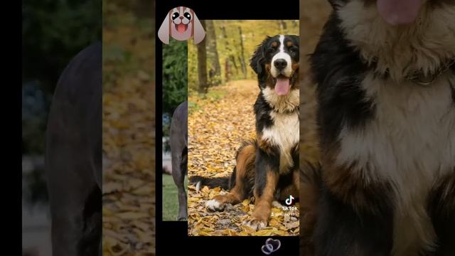 Про наших любимых собак! смотреть онлайн