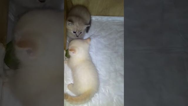 КОРОТКОЛАПЫЕ КОТЯТА УЧАТСЯ БЕГАТЬ. смотреть онлайн