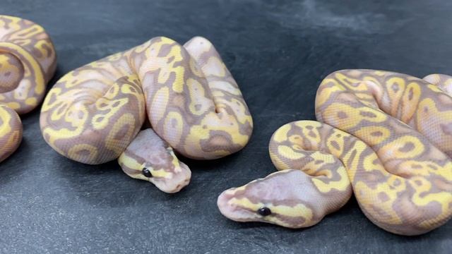 The 2021 hatching season has begun! Banana Superstripes, Cryptons, and a Lavender Albino Leucy! смотреть онлайн