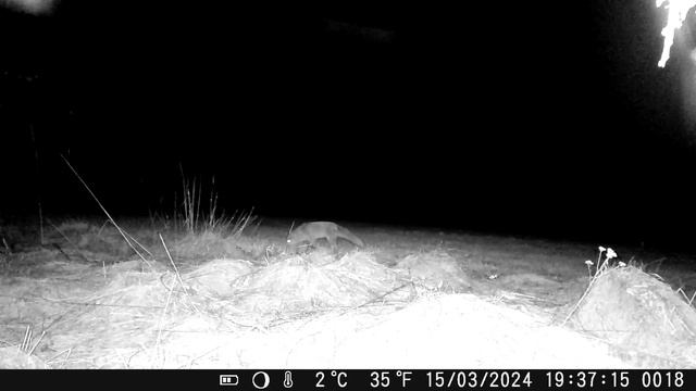 Фотоловушка Mini 301 (косуля, борсук.../Trail Camera Mini 301 (roe Deer, Badger, Fox, Hare)