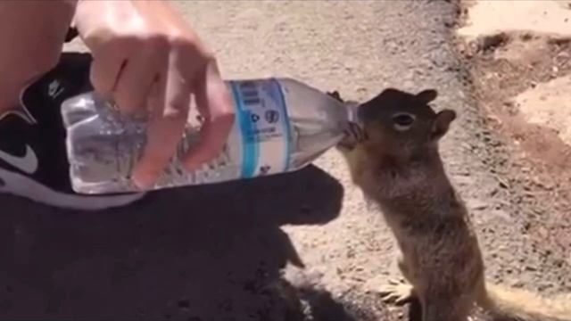 Изнывающая от жажды белочка обратилась за помощью к людям, вот как она их отблагодарила смотреть онлайн