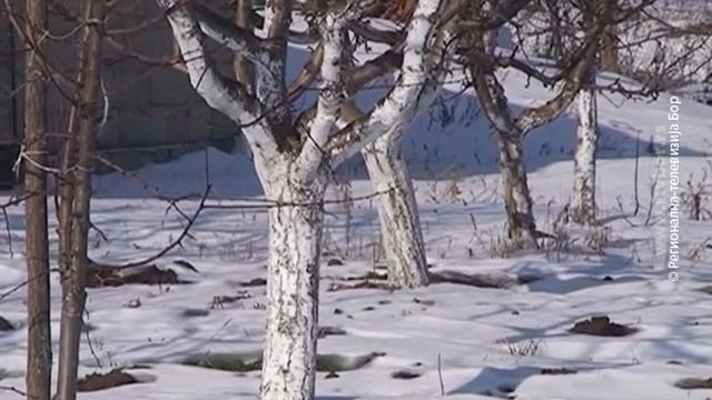Sneg dobro došao voćkama, 18. januar 2018. (RTV Bor)