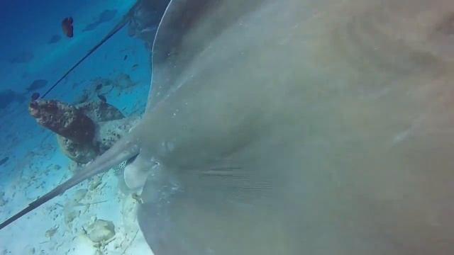 Beautiful diving in the Maldives смотреть онлайн