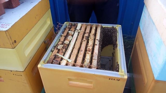 Отводок Бакфаст смотреть онлайн