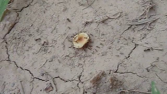 Pheidole pallidula Crete смотреть онлайн