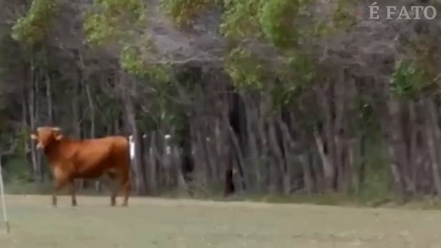 Quando um BOI, VACA OU TOURO é Incomodado, Isso ACONTECE - MELHORES MOMENTOS смотреть онлайн