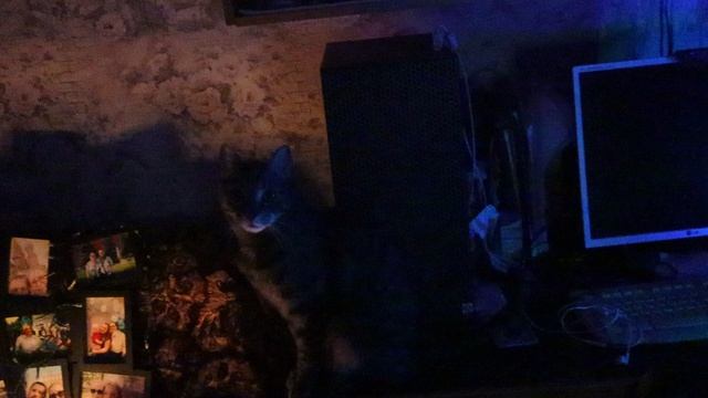 Эксик изучает елку, которую мы недавно поставили. Вторник, 24 декабря 2024 г.