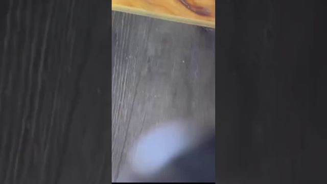 Уничтожение Клопов Подольск