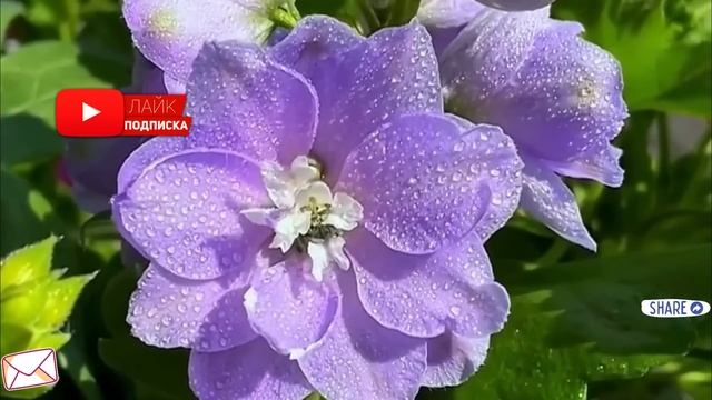 Свекровь была причиной наших разногласий с мужем... Но когда она узнала, что я унаследовала... смотреть онлайн