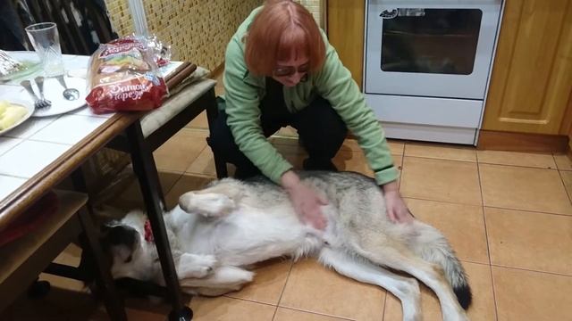 Галя и Канис 25 декабря 2018 1