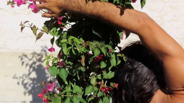 Bruno Morais & Bougainvillea - Bionic Dance смотреть онлайн