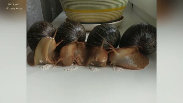 Cute African Snails As Pets | Lilac + Eggshell + Grain Mixture + Asmr Ambience 🍃💕🐌