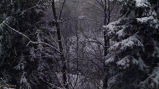 Зимний лес. Снег. Ёлки. Новогодний футаж. Зимний футаж. Красивый футаж для видео. смотреть онлайн