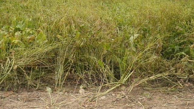 Специалисты - о новой технологии смотреть онлайн