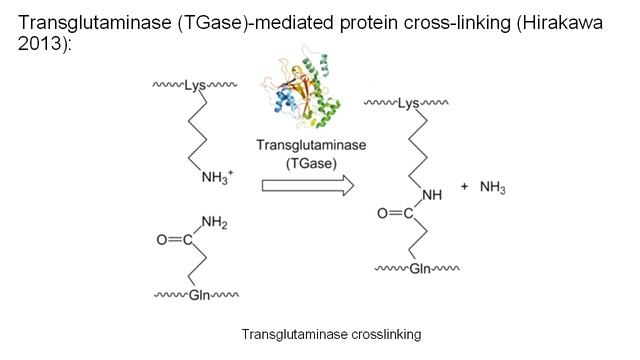 Transglutaminase Main Reaction: Crosslinking Or Transamidation FOTGCREN V1