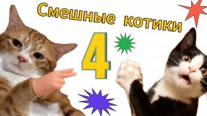 Смешные котики 4