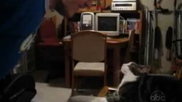 Приколы с кошками смотреть онлайн