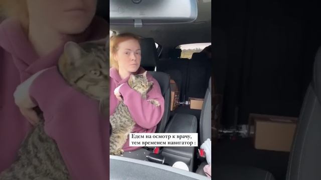 КОТ В ШОКЕ | На кого смотрели больше? | Лучший навигатор смотреть онлайн