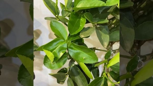 Лайм Таити/Lime Tahiti