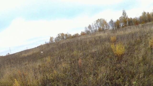 ЭПАНЬОЛЬ БРЕТОН ДУСЯ ОХОТА НА КУРОПАТКУ