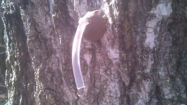 Берёзовый сок, Харьков, 30.03.2014 смотреть онлайн