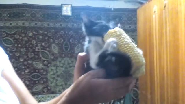 Мой кот ест кукурузу пастави лайк смотреть онлайн