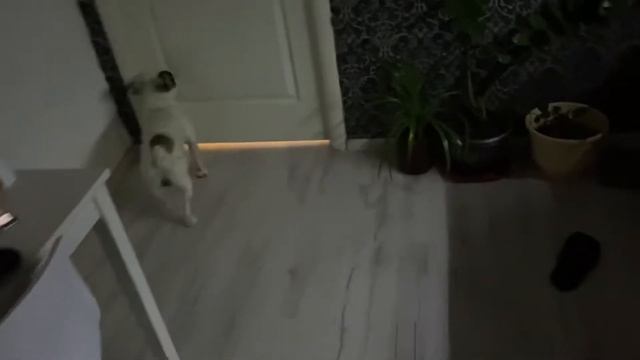 Забрали игрушки и спрятались от французского бульдога смотреть онлайн