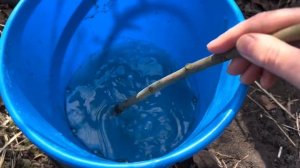 Весення обработка голубики. Чем обработать голубику весной. Первая весенняя обработка голубики